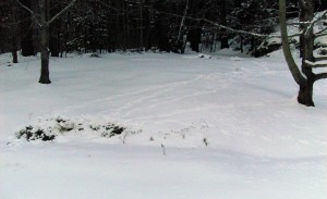     They track in from the woods, have a little snack, then lie down to sleep.
