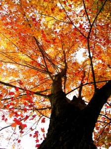 alitas-autumn-tree