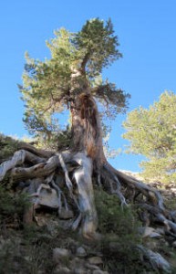 boundary-tree