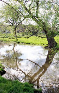 reflecting-tree