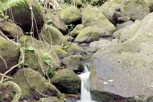 tantalus-rocky-stream