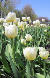 tulips