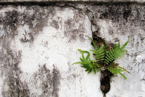 white-wall-with-plant